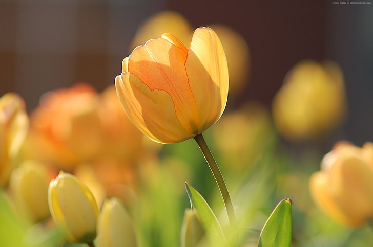 tulips, spring, yellow, flowers, HD, HD wallpaper