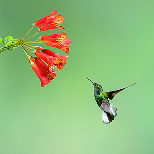 fotografia płytkiej ostrości kolibra w pobliżu czerwonych kwiatów, kolibra, kolibra, kolibra, Czeki, płytka ostrość, fotografia, kolibra, czerwony, kwiaty, kostaryka, foto, zieleń, wycieczki, ptak, unoszący się, dzika przyroda, natura, zwierzę, opalizujący , latające, rozpostarte skrzydła, Tapety HD HD wallpaper