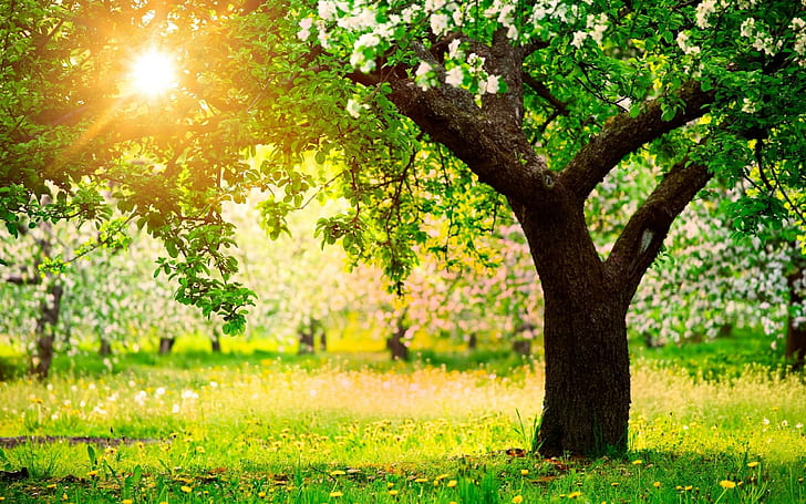أشجار الفاكهة الربيع ، الربيع ، الطبيعة ، الفاكهة ، الأشجار، خلفية HD