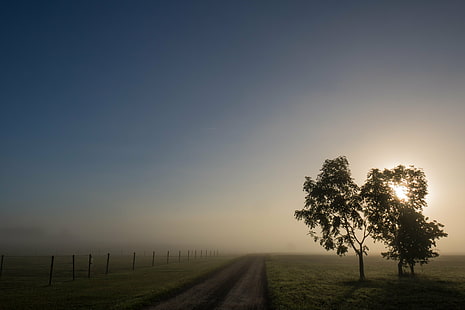 tree near road during golden hour, Misty, morning, tree, road, golden hour, Söderslätt, countryside, dimma, fence, fog, landscape, mist, sunrise, träd, exif, model, canon eos, 760d, aperture, ƒ / 14, geo, country, camera, iso_speed, focal_length, mm, geo:location, lens, ef, s18, f/3.5, state, city, canon, nature, rural Scene, sky, outdoors, field, grass, sunset, meadow, HD wallpaper HD wallpaper
