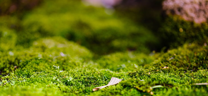 Photographie gros plan de l'herbe verte, herbe, plantes, gros plan, profondeur de champ, mousse, nature, Fond d'écran HD