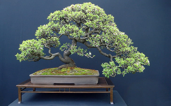 bonsai, Wallpaper HD