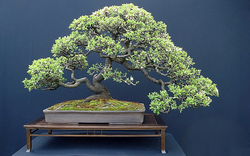 bonsai, HD masaüstü duvar kağıdı HD wallpaper