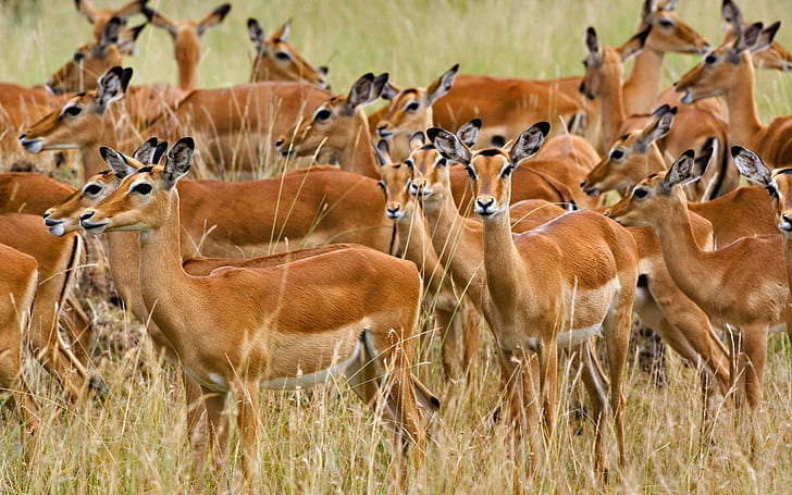 Manada de hembras Impala Masai Mara Kenia, manada, hembras, impalas, masai, mara, kenia, animales y pájaros, Fondo de pantalla HD
