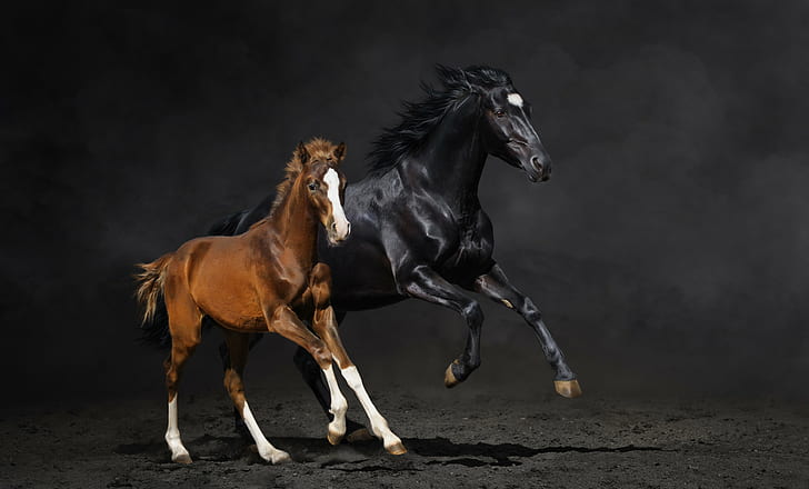 couple, dust, foal, horse, running, HD wallpaper