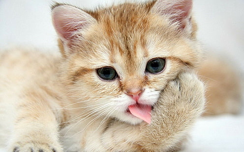 Cat Kitten Tongue HD, orange tabby ca, animals, cat, kitten, tongue, HD wallpaper HD wallpaper