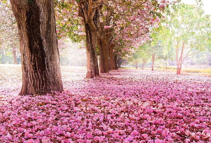 pink flower petals, trees, flowers, nature, Park, Sakura, pink, flowering, HD wallpaper