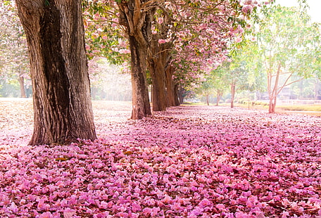 pétalas de flores cor de rosa, árvores, flores, natureza, parque, sakura, rosa, floração, HD papel de parede HD wallpaper