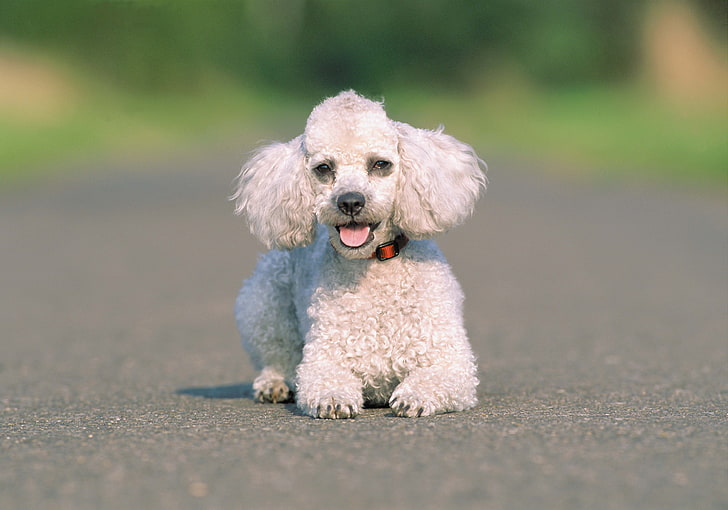 white toy poodle, dog, asphalt, run, HD wallpaper