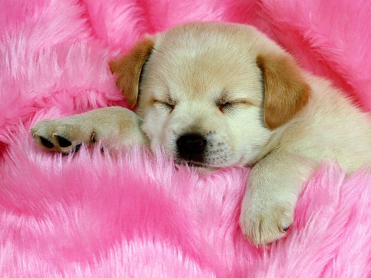 yellow Labrador retriever puppy, puppy, face, sleeping, fur, HD wallpaper