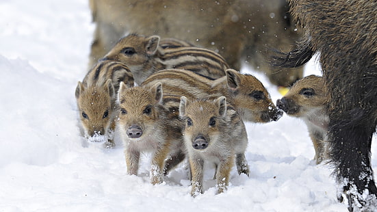 brown wild hog piglets, wild pigs, wild boar, winter, HD wallpaper HD wallpaper