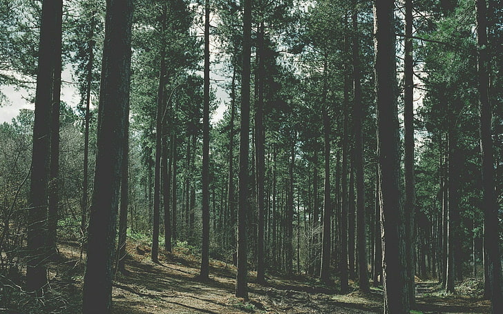 зеленолистна дървена партида, природа, гора, HD тапет