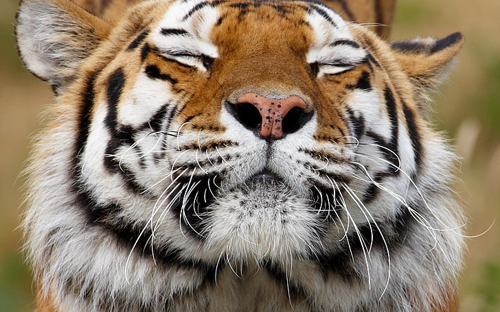 orange tiger, tiger, ansikte, glad, rovdjur, HD tapet