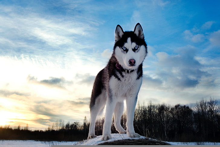 siyah beyaz kurt, köpekler, husky, mavi, gökyüzü, kar, HD masaüstü duvar kağıdı