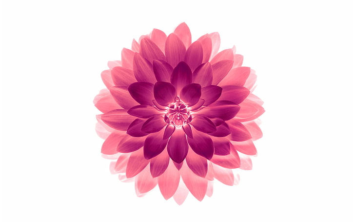 Apple iOS 10 iPhone 7 Plus Wallpaper HD 02, bunga dahlia merah muda, Wallpaper HD