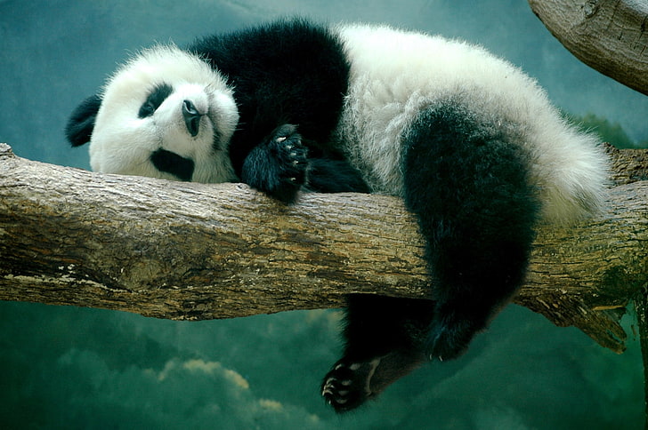 Panda Picture Desktop, HD-Hintergrundbild