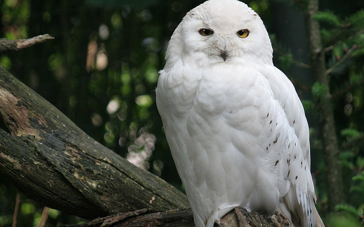 white owl, forest, tree, bird, white, Snowy owl, HD wallpaper