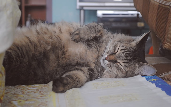 gray cat, cat, fat, fluffy, sleep, coat, HD wallpaper