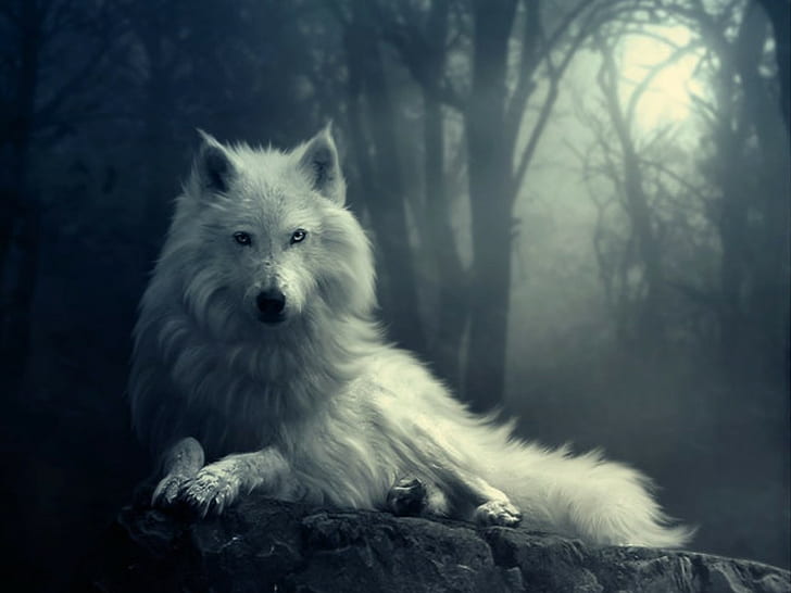 검정, 달, 늑대 인간, 백색, 늑대, HD 배경 화면