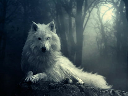 hitam, bulan, manusia serigala, putih, serigala, Wallpaper HD HD wallpaper
