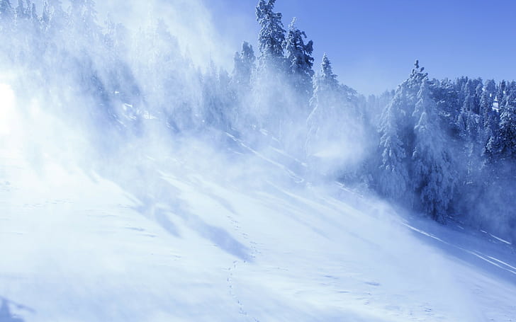 snow, landscape, winter, pine trees, trees, HD wallpaper
