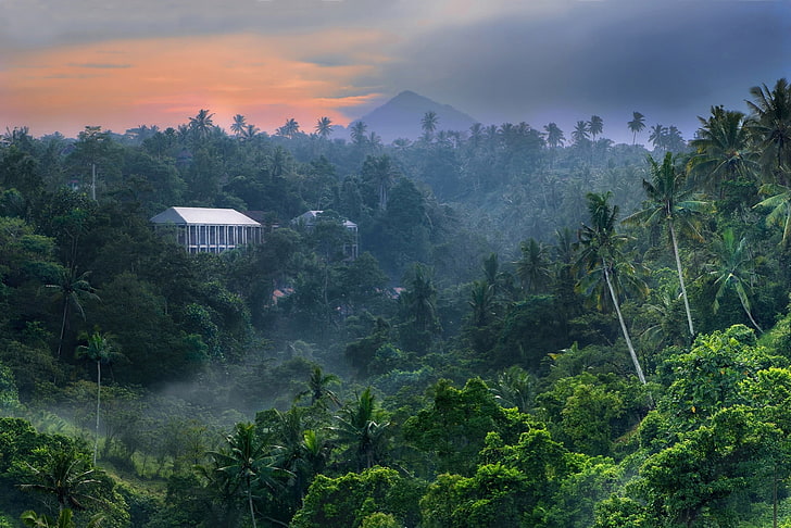 vit byggnad på tät skog digital tapet, natur, landskap, tropisk skog, djungel, berg, dimma, palmer, byggnad, himmel, Bali, Indonesien, HD tapet