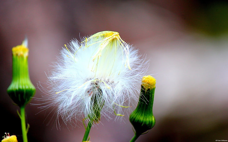 Dandelion Buds and Seeds-Windows 10 HD Wallpaper, white dandelion flower, HD wallpaper