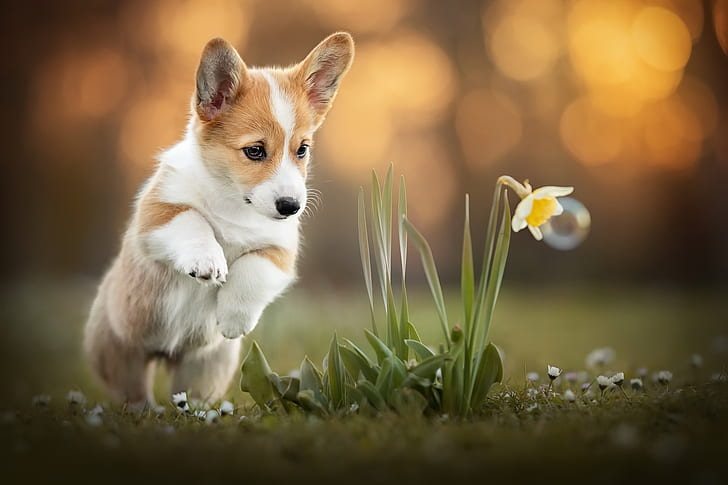 bunga, anjing, Corgi, Wallpaper HD