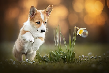 Blume, Hund, Corgi, HD-Hintergrundbild HD wallpaper