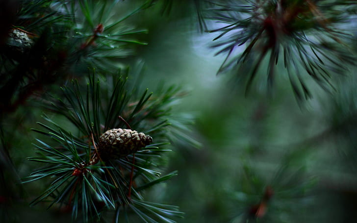 spruce, pine cones, needles, HD wallpaper