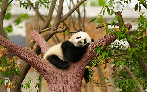 Söt pandabjörnsömn, vila, träd, zoo, söt, panda, björn, sova, vila, träd, djurpark, HD tapet HD wallpaper