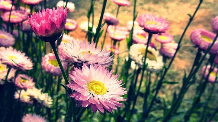 الزهور ماكرو HD ، بتلات الزهور الأرجواني الوردي والأبيض ، الطبيعة ، الماكرو ، الزهور، خلفية HD