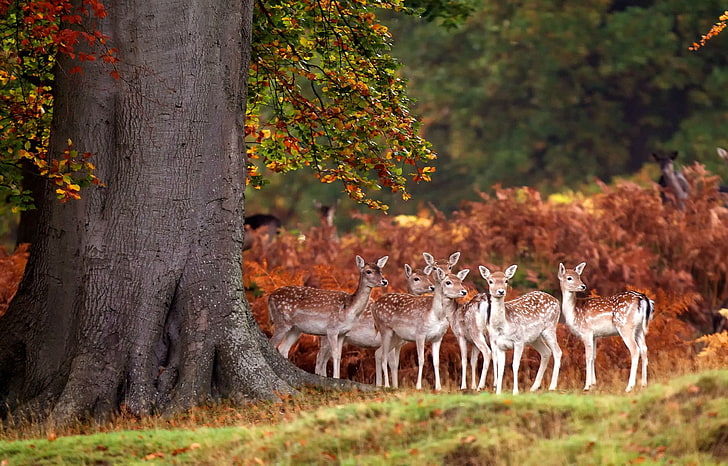 Cute Deer Family, стадо коричневых оленей, Животные, Олень, животное, дерево, милый, осень, HD обои