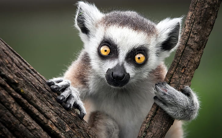 Ring Tailed Lemur, Maki, HD-Hintergrundbild
