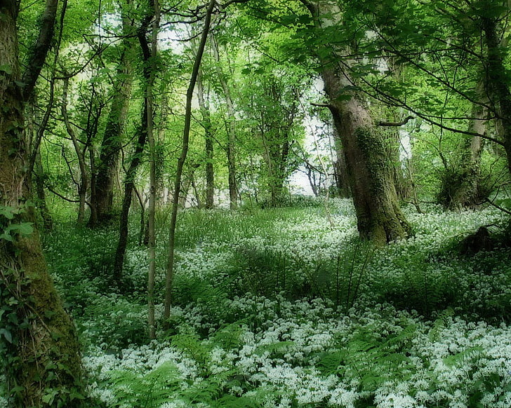 brauner hölzerner Zaun im Freien im Freien, Landschaft, Wald, HD-Hintergrundbild
