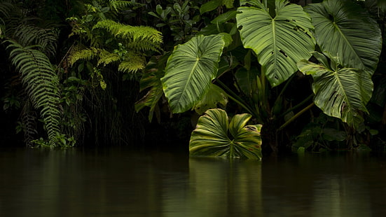 vegetación, agua, naturaleza, verde, hoja, planta, selva tropical, son escalas, selva, bosque, flora, palmera, Fondo de pantalla HD HD wallpaper