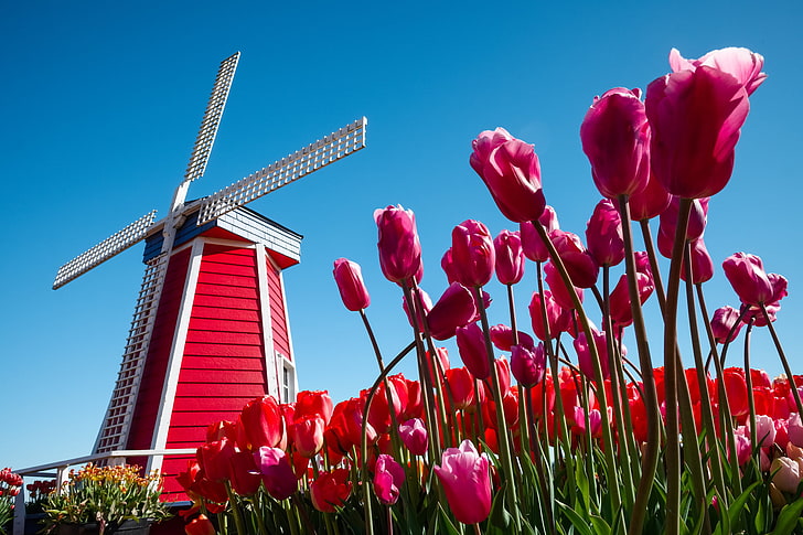 purple flower, the sky, flowers, tulips, Netherlands, windmill, HD wallpaper