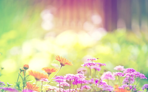 금잔화 라일락 퍼플 꽃 HD, 핑크 꽃잎 꽃밭과 오렌지 꽃잎 꽃밭, 꽃, 자주색, 라일락, 금잔화, HD 배경 화면 HD wallpaper