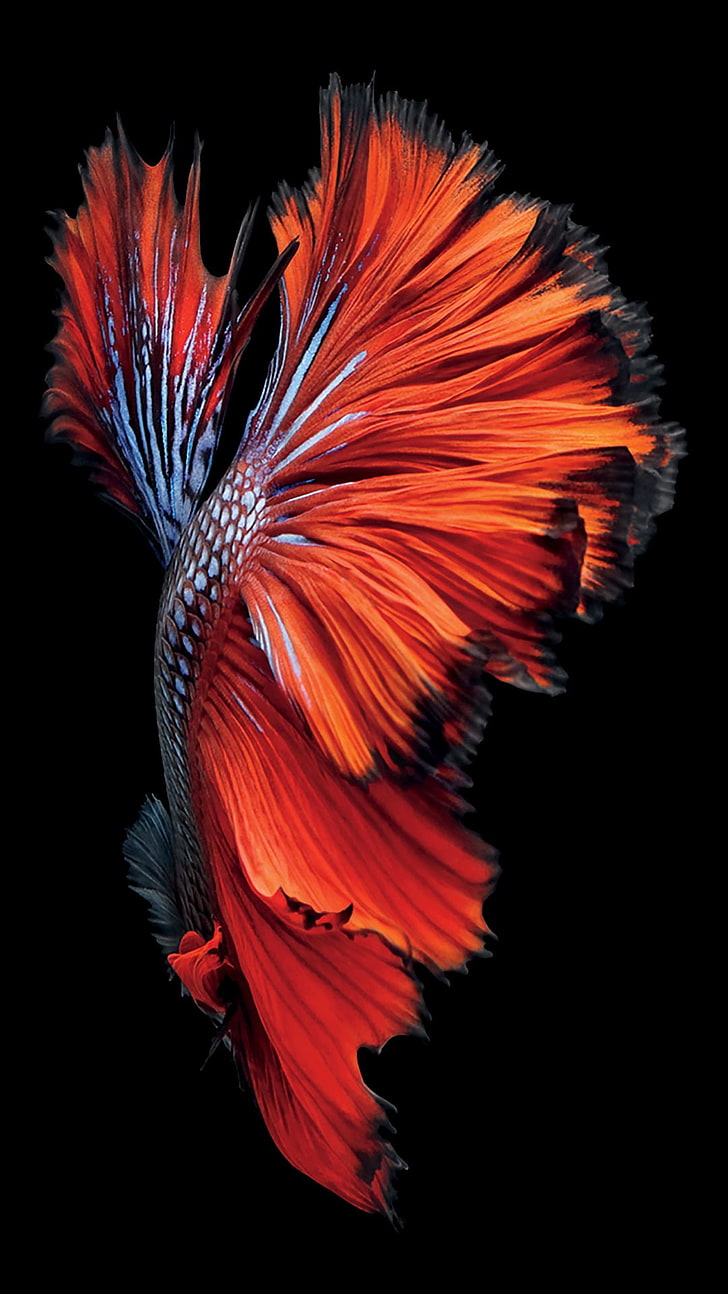 space gray iPhone 6s Siamese fighting fish wallpaper, iOS, Ipod, iPad, iPhone, Siamese fighting fish, HD wallpaper