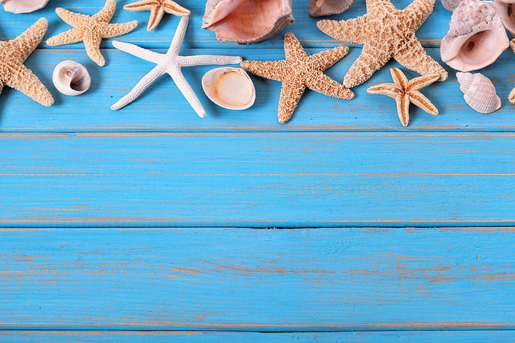 beach, background, Board, star, shell, summer, wood, marine, starfish, seashells, HD wallpaper