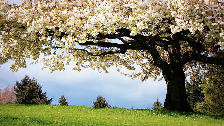 Черри Блоссом Цветы Дерево HD, природа, цветы, дерево, цвести, вишня, HD обои