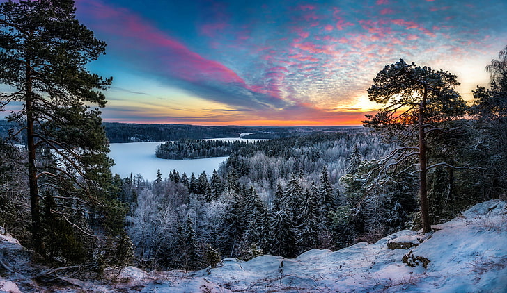 أشجار الصنوبر الخضراء ، الشتاء ، الجمال ، الصقيع ، فنلندا ، هامينلينا، خلفية HD