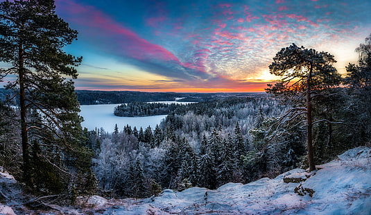 أشجار الصنوبر الخضراء ، الشتاء ، الجمال ، الصقيع ، فنلندا ، هامينلينا، خلفية HD HD wallpaper