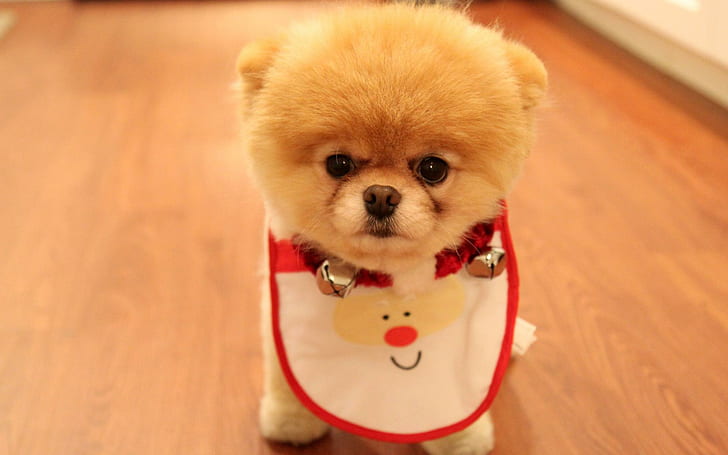 Simpatico cane Natale, carino, natale, simpatici animali, Sfondo HD