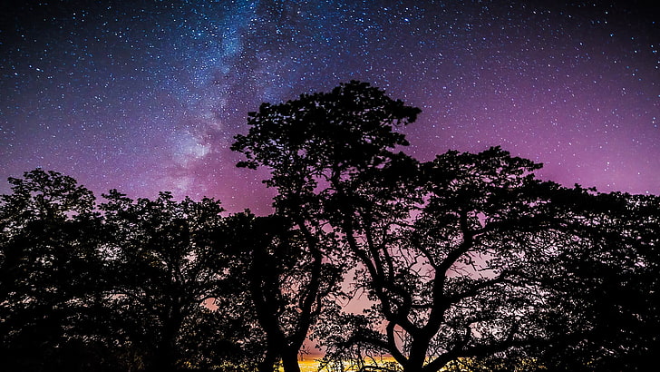 Sterne, Bäume, Galaxien, Natur, HD-Hintergrundbild