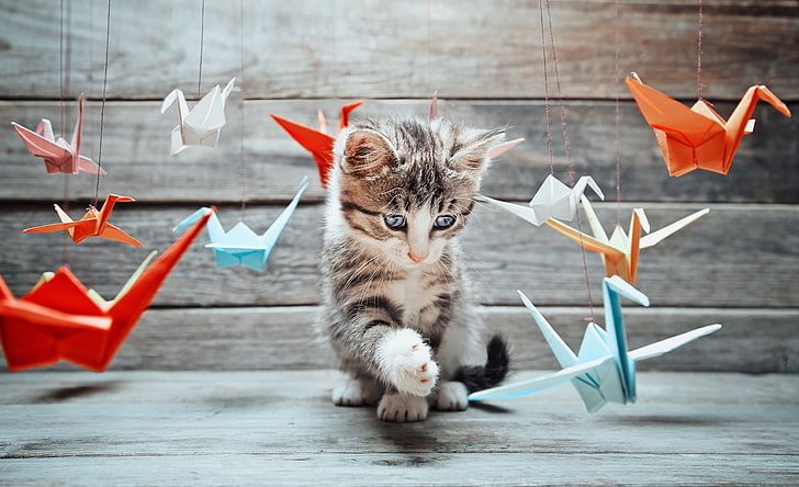 short-fur gray kitten, cat, mustache, the game, paws, blur, muzzle, tail, different, origami, Tomcat, the study, paper, crane, bokeh, cranes, wallpaper., colorful, HD wallpaper