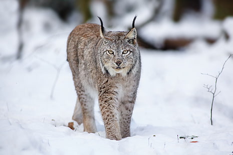 lynx abu-abu, lynx, serigala, kucing, salju, musim dingin, Wallpaper HD HD wallpaper