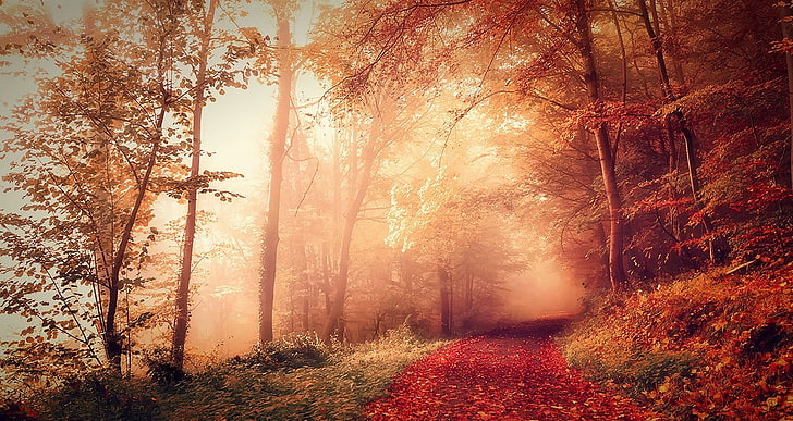 природа, пейзаж, есен, гора, мъгла, пътека, черен път, слънчева светлина, червено, листа, дървета, Франция, HD тапет