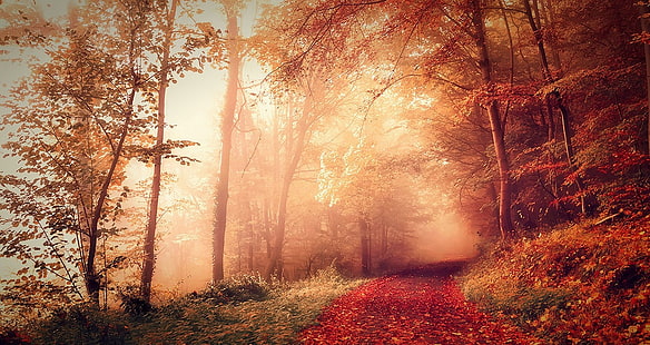 przyroda, krajobraz, upadek, las, mgła, ścieżka, droga polna, światło słoneczne, czerwony, liście, drzewa, Francja, Tapety HD HD wallpaper