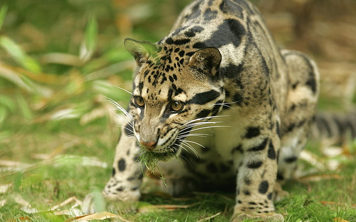 nawiedzający, jaguar, Tapety HD